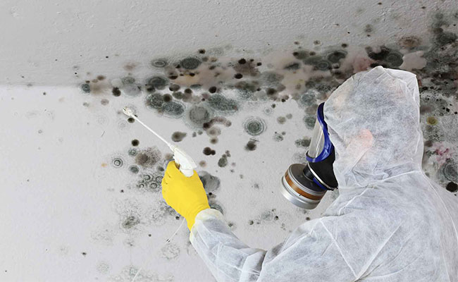 mold-inspections